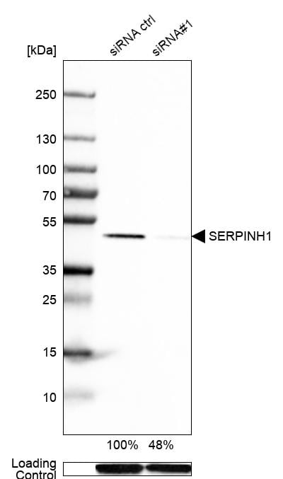 Hsp47 Antibody - BSA Free Western Blot: Hsp47 Antibody - BSA Free [NBP1-88172]