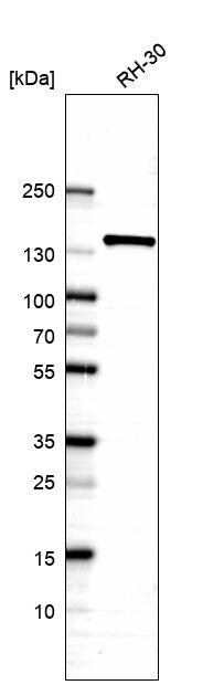ELKS Antibody - BSA Free Western Blot: ELKS Antibody - BSA Free [NBP1-88177]