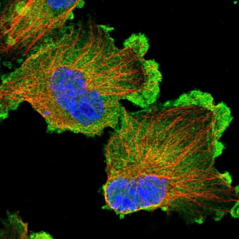 ELKS Antibody - BSA Free Immunocytochemistry/ Immunofluorescence: ELKS Antibody [NBP1-88178]