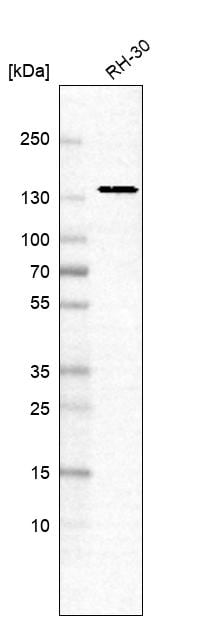 ELKS Antibody - BSA Free Western Blot: ELKS Antibody - BSA Free [NBP1-88178]