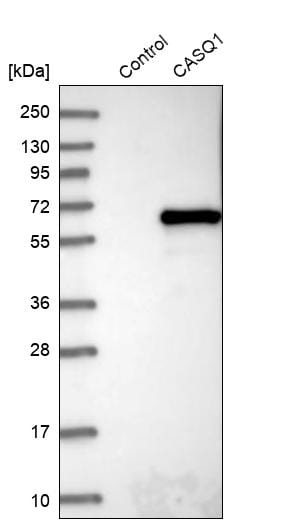 Calsequestrin 1 Antibody - BSA Free Western Blot: Calsequestrin 1 Antibody - BSA Free [NBP1-88181]