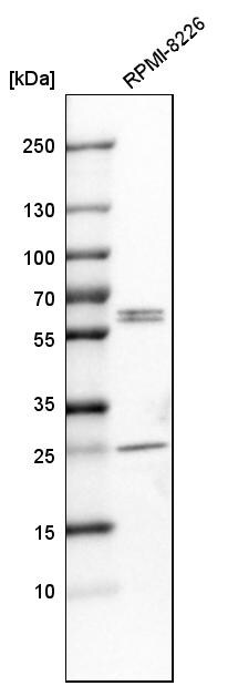 Caspase-8 Antibody - BSA Free Western Blot: Caspase-8 Antibody - BSA Free [NBP1-88185]
