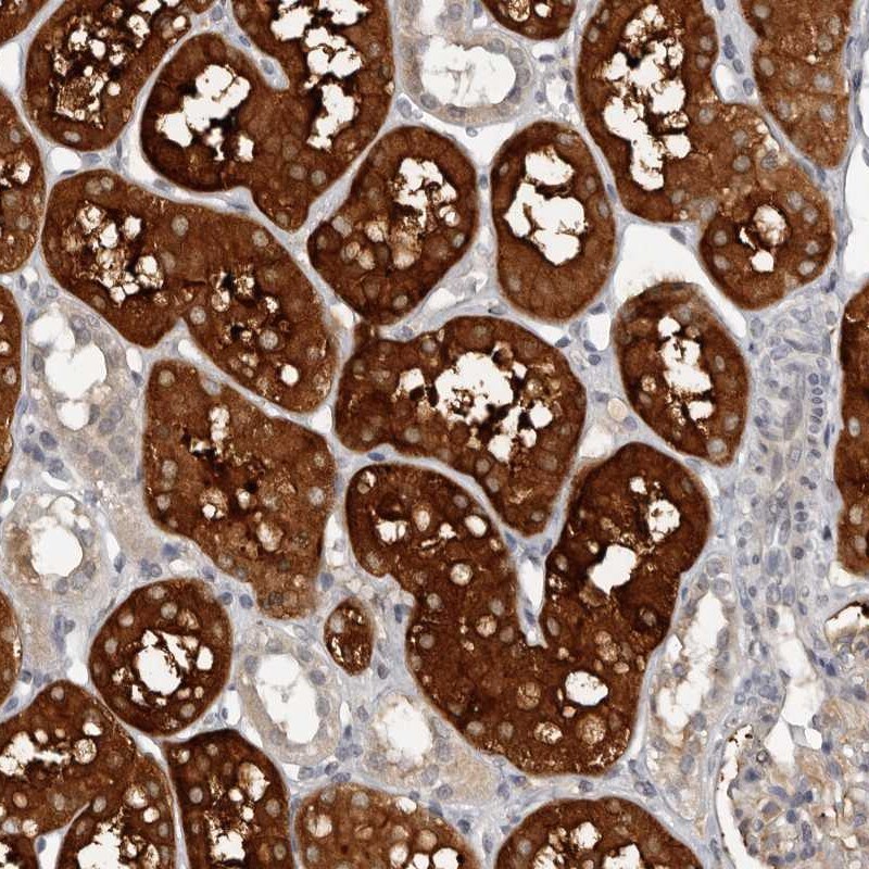 Calpain 15 Antibody - BSA Free Immunohistochemistry-Paraffin: Calpain 15 Antibody [NBP1-88197]