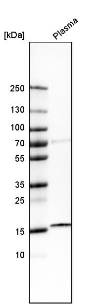 CAMP/Cathelicidin Antibody - BSA Free Western Blot: CAMP/Cathelicidin Antibody - BSA Free [NBP1-88203]