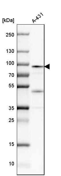 Calpain 1 Antibody - BSA Free Western Blot: Calpain 1 Antibody - BSA Free [NBP1-88205]
