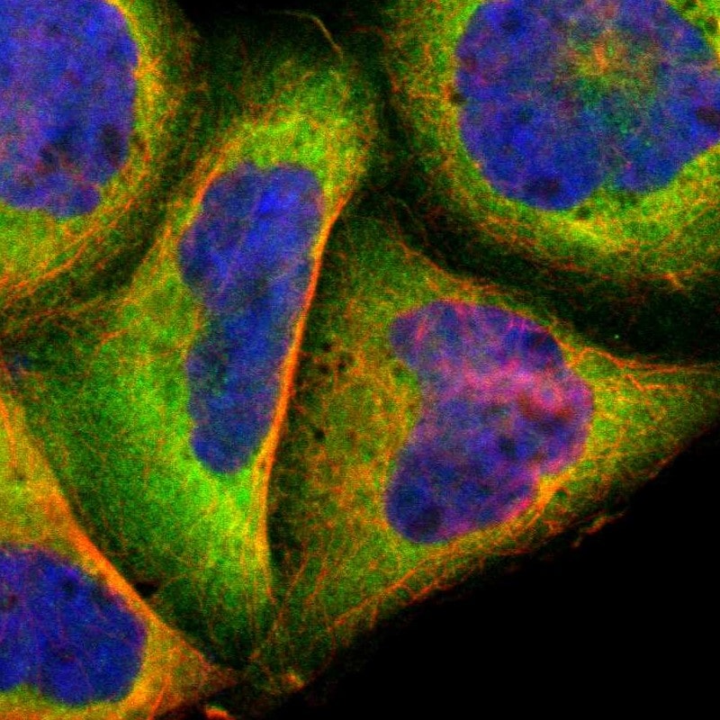 Calpain 1 Antibody - BSA Free Immunocytochemistry/ Immunofluorescence: Calpain 1 Antibody - BSA Free [NBP1-88205]