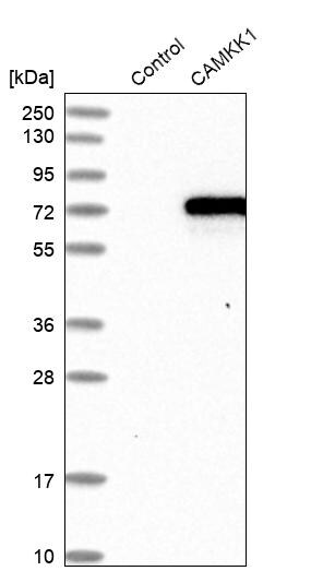 CaMKK alpha Antibody - BSA Free Western Blot: CaMKK alpha Antibody - BSA Free [NBP1-88208]