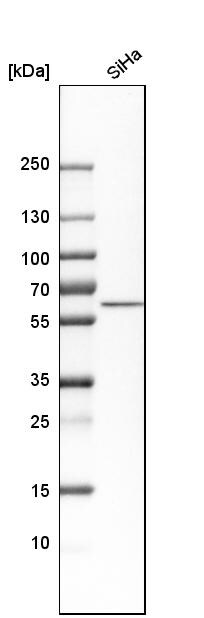 Nucleobindin 1 Antibody - BSA Free Western Blot: Nucleobindin 1 Antibody - BSA Free [NBP1-88217]