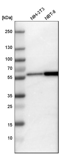 Calcineurin A Antibody - BSA Free Western Blot: Calcineurin A Antibody - BSA Free [NBP1-88218]