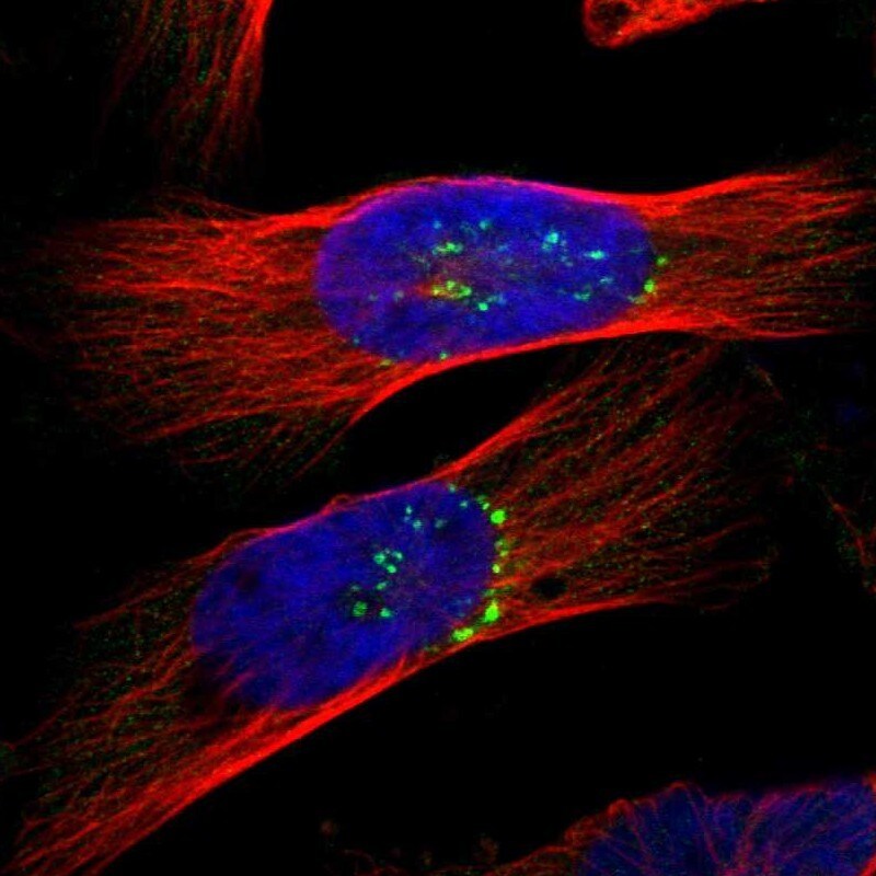 PIST Antibody - BSA Free Immunocytochemistry/ Immunofluorescence: PIST Antibody [NBP1-88222]