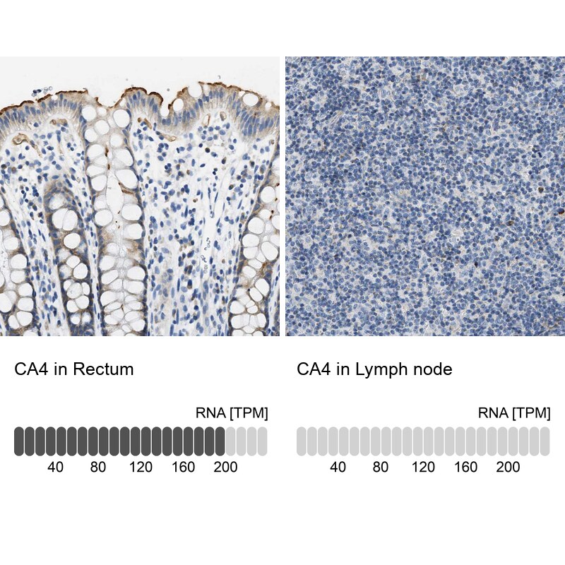 Carbonic Anhydrase IV/CA4 Antibody - BSA Free Immunohistochemistry-Paraffin: Carbonic Anhydrase IV/CA4 Antibody - BSA Free [NBP1-88225]
