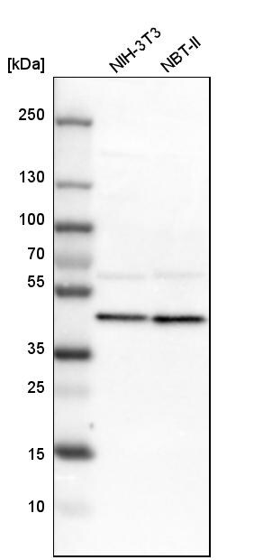 SPFH2 Antibody - BSA Free Western Blot: SPFH2 Antibody - BSA Free [NBP1-88247]