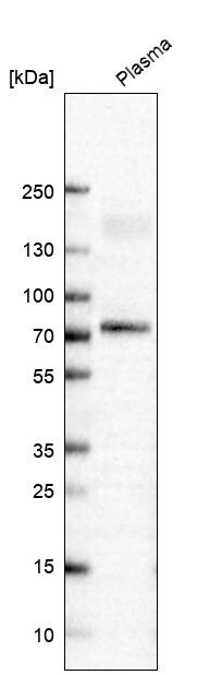 C4 binding protein A Antibody - BSA Free Western Blot: C4 binding protein A Antibody - BSA Free [NBP1-88263]