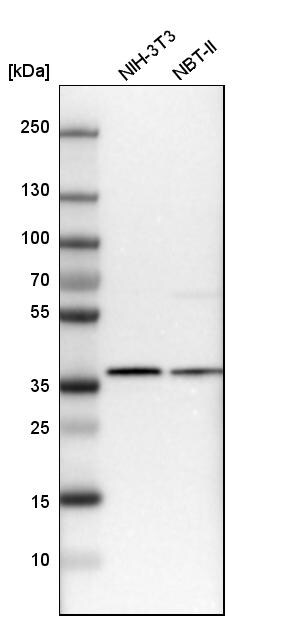Ymer Antibody - BSA Free Western Blot: Ymer Antibody - BSA Free [NBP1-88265]