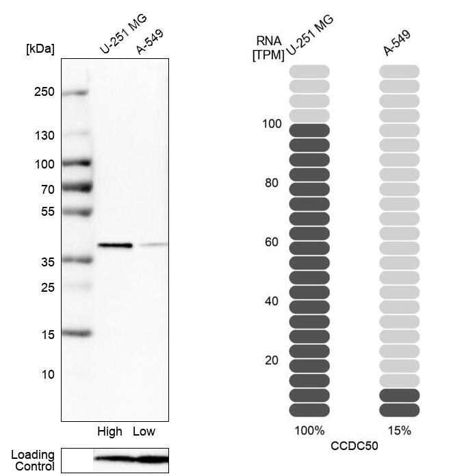 Ymer Antibody - BSA Free Western Blot: Ymer Antibody - BSA Free [NBP1-88265]