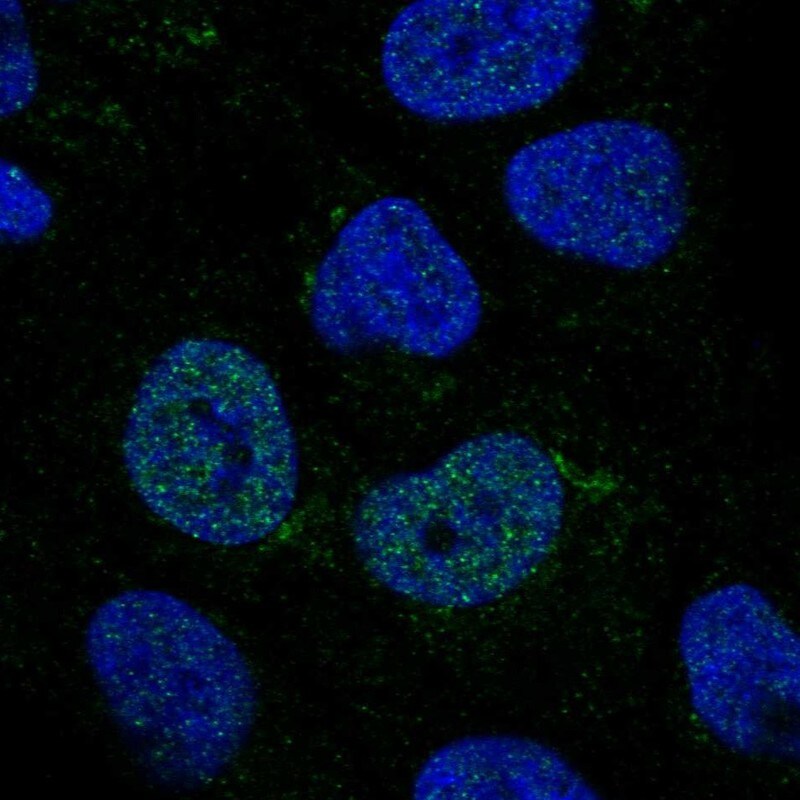 C2GNT3 Antibody - BSA Free Immunocytochemistry/ Immunofluorescence: C2GNT3 Antibody [NBP1-88270]