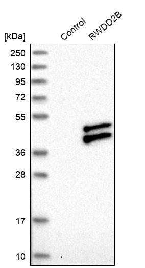 RWDD2B Antibody - BSA Free Western Blot: RWDD2B Antibody - BSA Free [NBP1-88272]