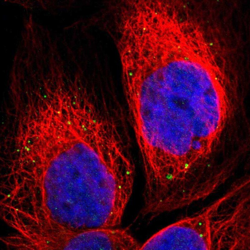 NRSN2 Antibody - BSA Free Immunocytochemistry/ Immunofluorescence: NRSN2 Antibody [NBP1-88290]