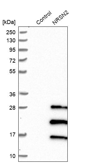 NRSN2 Antibody - BSA Free Western Blot: NRSN2 Antibody - BSA Free [NBP1-88290]
