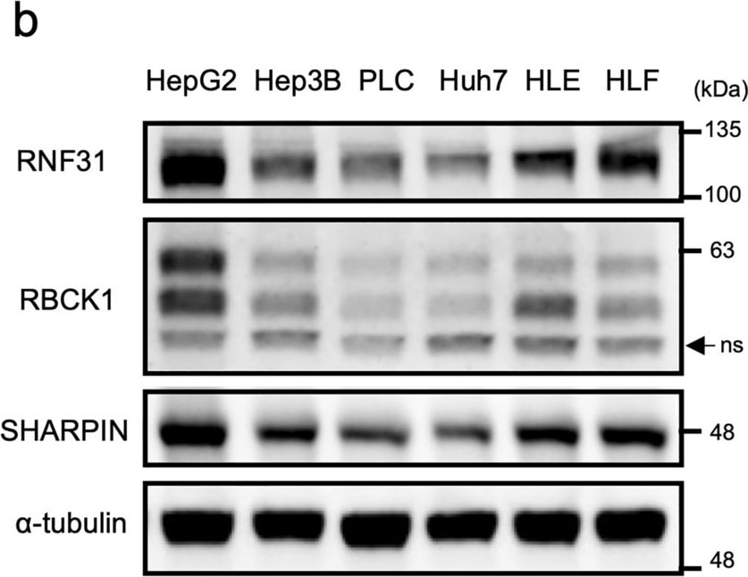 RBCK1 Antibody - BSA Free