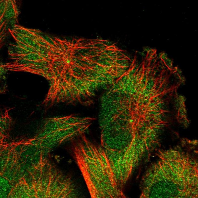 CAPRIN2 Antibody - BSA Free Immunocytochemistry/ Immunofluorescence: CAPRIN2 Antibody - BSA Free [NBP1-88318]