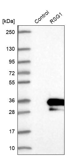 RSG1 Antibody - BSA Free Western Blot: RSG1 Antibody - BSA Free [NBP1-88322]
