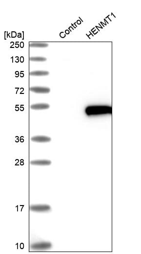 HENMT1 Antibody - BSA Free Western Blot: HENMT1 Antibody - BSA Free [NBP1-88330]
