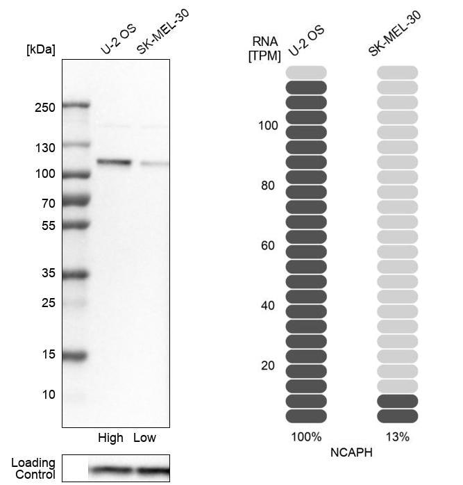 NCAPH Antibody - BSA Free Western Blot: NCAPH Antibody - BSA Free [NBP1-88345]