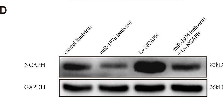NCAPH Antibody - BSA Free