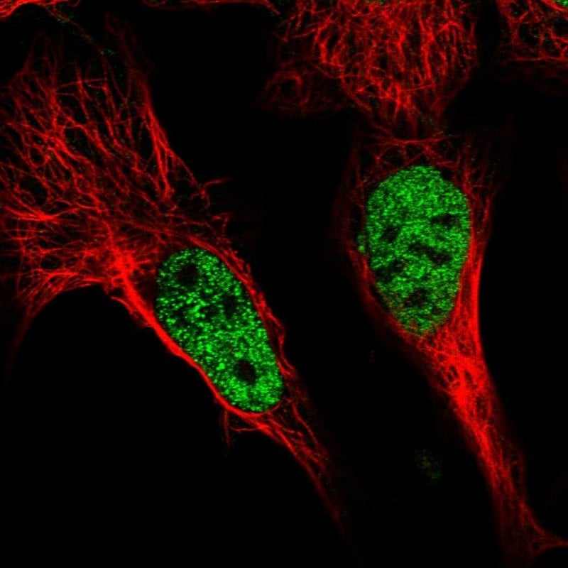 POU4F3 Antibody - BSA Free Immunocytochemistry/ Immunofluorescence: POU4F3 Antibody - BSA Free [NBP1-88349]