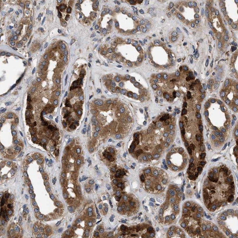 BRE Antibody - BSA Free Immunohistochemistry-Paraffin: BRE Antibody [NBP1-88359]