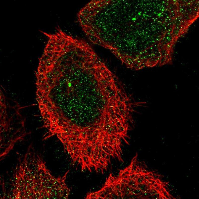 Carbohydrate Sulfotransferase 15/CHST15 Antibody - BSA Free Immunocytochemistry/ Immunofluorescence: Carbohydrate Sulfotransferase 15/CHST15 Antibody [NBP1-88367]