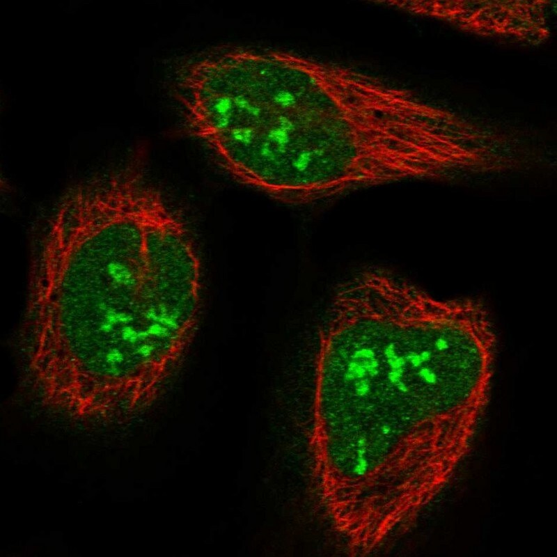 CCDC59 Antibody - BSA Free Immunocytochemistry/ Immunofluorescence: CCDC59 Antibody [NBP1-88368]