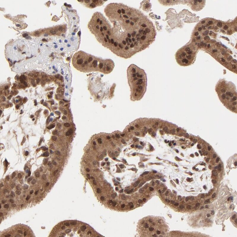BRPF1 Antibody - BSA Free Immunohistochemistry-Paraffin: BRPF1 Antibody - BSA Free [NBP1-88369]