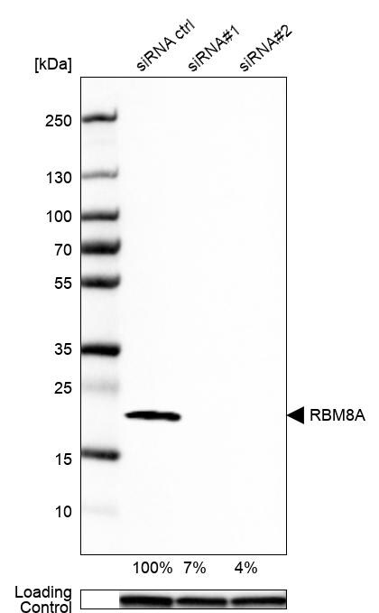 RBM8A Antibody - BSA Free Western Blot: RBM8A Antibody - BSA Free [NBP1-88376]