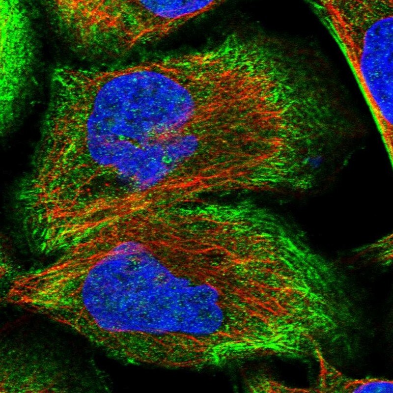 CDC42EP4 Antibody - BSA Free Immunocytochemistry/ Immunofluorescence: CDC42EP4 Antibody [NBP1-88381]
