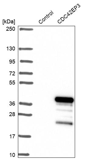 CDC42EP3 Antibody - BSA Free Western Blot: CDC42EP3 Antibody - BSA Free [NBP1-88382]