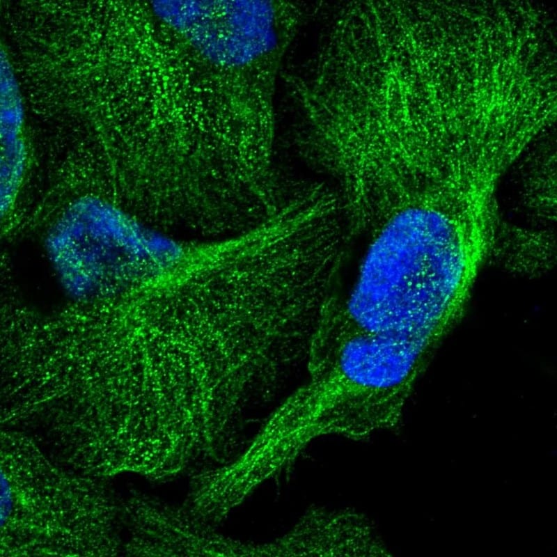 CDC42EP2 Antibody - BSA Free Immunocytochemistry/ Immunofluorescence: CDC42EP2 Antibody [NBP1-88383]