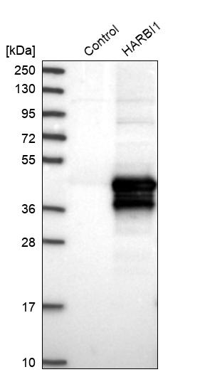 HARBI1 Antibody - BSA Free Western Blot: HARBI1 Antibody - BSA Free [NBP1-88384]