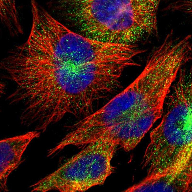 DUSP8 Antibody - BSA Free Immunocytochemistry/ Immunofluorescence: DUSP8 Antibody [NBP1-88385]