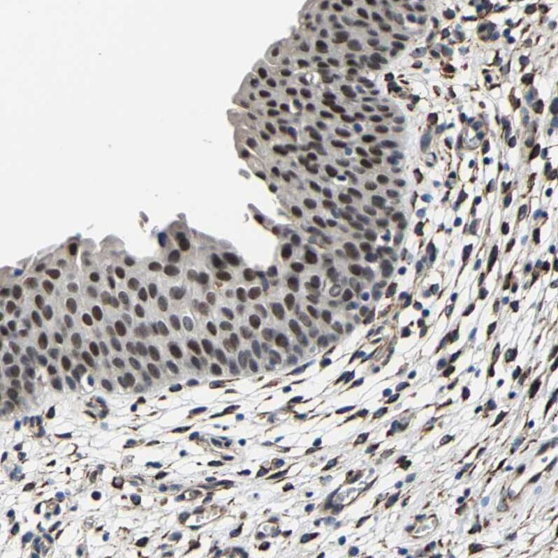 METTL1 Antibody - BSA Free Immunohistochemistry-Paraffin: METTL1 Antibody - BSA Free [NBP1-88386]