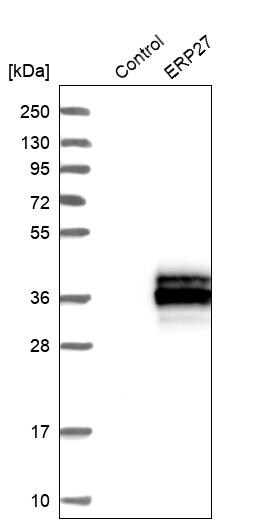ERP27 Antibody - BSA Free Western Blot: ERP27 Antibody - BSA Free [NBP1-88393]
