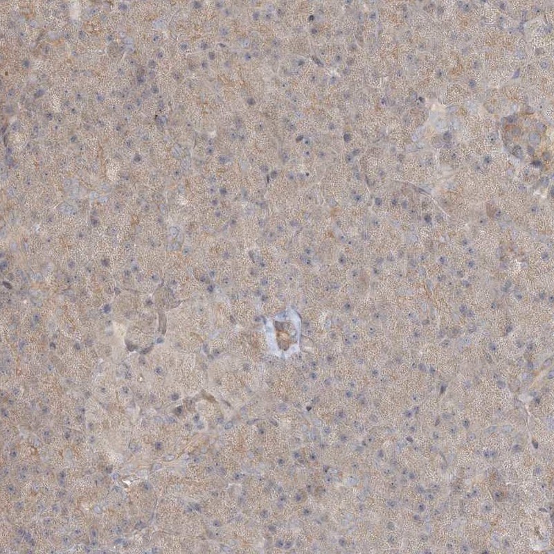 RNF219 Antibody - BSA Free Immunohistochemistry-Paraffin: RNF219 Antibody [NBP1-88401]