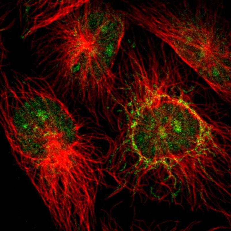 NGDN Antibody - BSA Free Immunocytochemistry/ Immunofluorescence: NGDN Antibody [NBP1-88408]