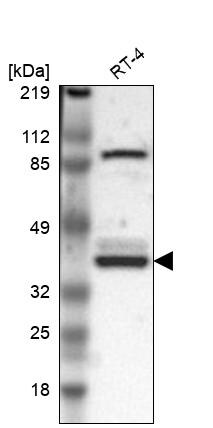 WDR89 Antibody - BSA Free Western Blot: WDR89 Antibody - BSA Free [NBP1-88413]
