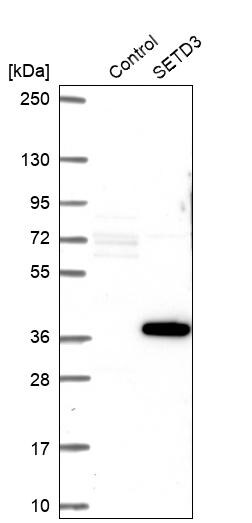 SETD3 Antibody - BSA Free Western Blot: SETD3 Antibody - BSA Free [NBP1-88415]