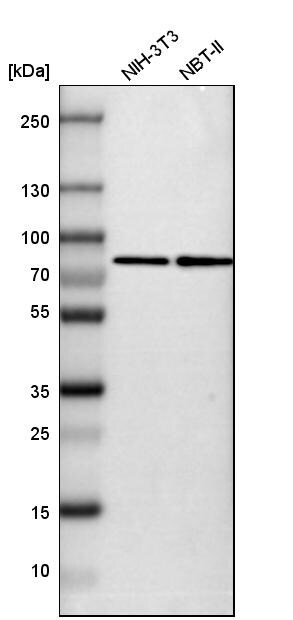 SETD3 Antibody - BSA Free Western Blot: SETD3 Antibody - BSA Free [NBP1-88416]