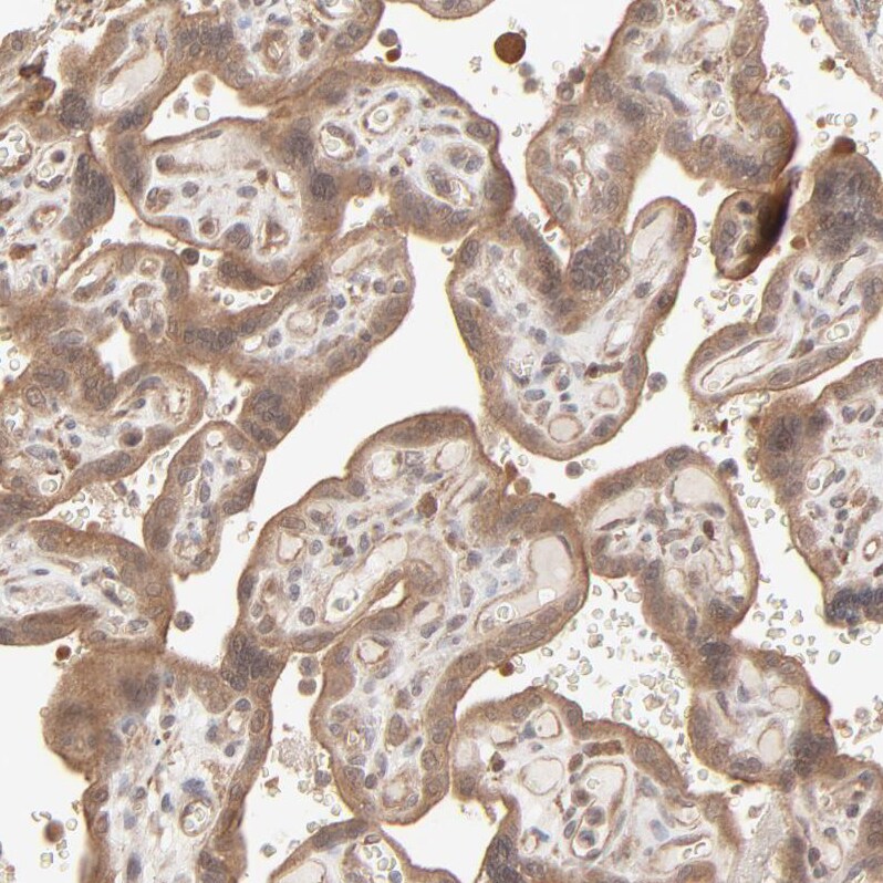 SCFD1 Antibody - BSA Free Immunohistochemistry-Paraffin: SCFD1 Antibody - BSA Free [NBP1-88418]