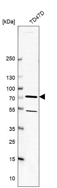 SCFD1 Antibody - BSA Free Western Blot: SCFD1 Antibody - BSA Free [NBP1-88418]