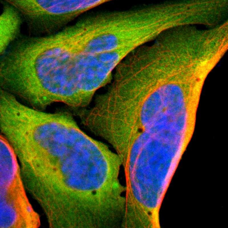 AHSA1 Antibody - BSA Free Immunocytochemistry/ Immunofluorescence: AHSA1 Antibody [NBP1-88419]